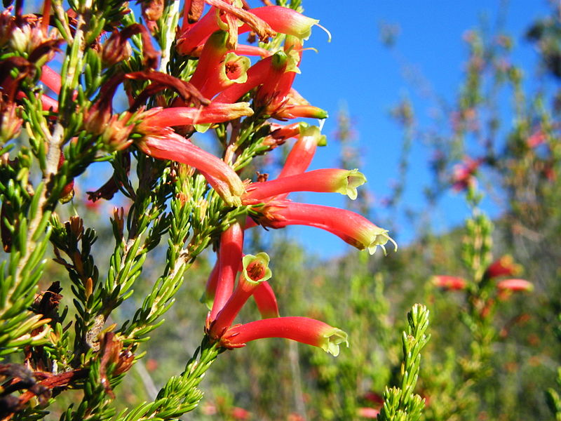 Kirstenbosch Credit: Andrew Massyn - https://creativecommons.org/licenses/by-sa/3.0/deed.en - no changes made