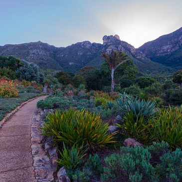 Review: Kirstenbosch National Botanical Gardens